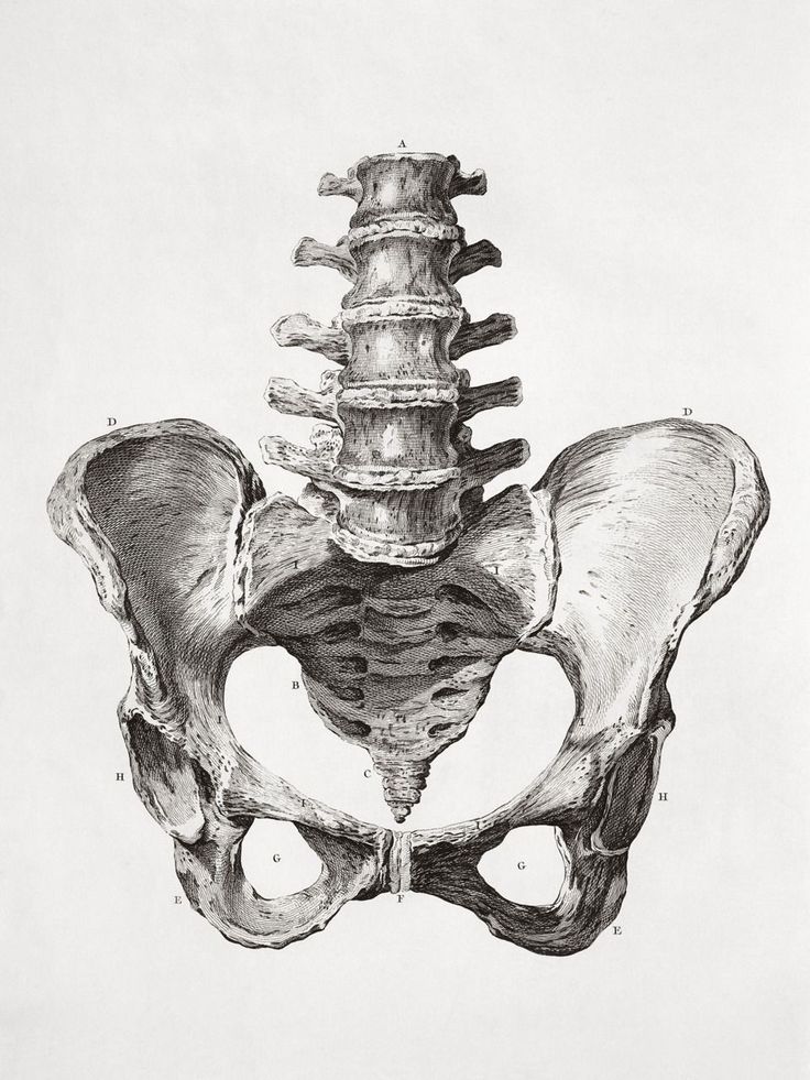 Szczegółowa rycina przedstawiająca ludzką miednicę połączoną z dolnym odcinkiem kręgosłupa (kręgi lędźwiowe i kość krzyżowa). Ilustracja wykonana techniką czarno-białego szkicu na jasnym tle.